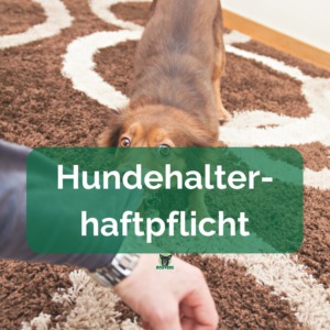 Hund reisst an Jacke hundehalterhaftpflicht hundehaftpflicht