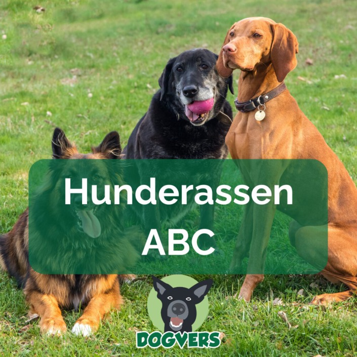 Epilepsie beim Hund - alle Infos zur Krankheit