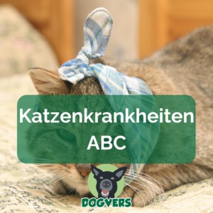 Katzenkrankheiten ABC Katze mit Zahnschmerzen Ratgeber Tierversicherungen