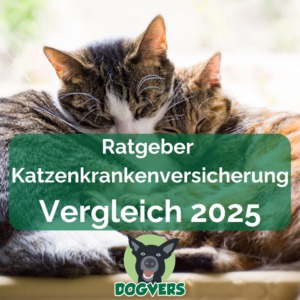 Ratgeber Katzenkrankenversicherung Vergleich Tierversicherungen