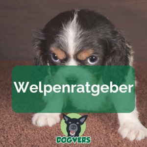 Welpenratgeber für alle Hunderassen Tierversicherungen Ratgeber