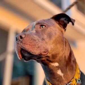 american Pitbull schaut interessiert