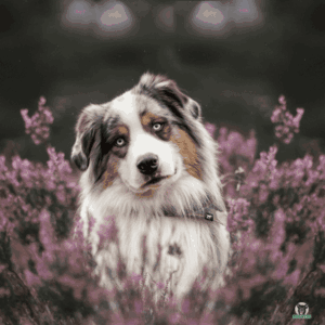 Australian Shepherd Steckbrief schaut freundlich in Blumen sitzend