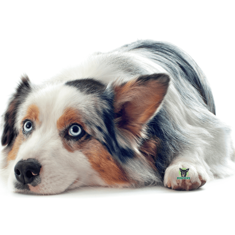 Australian Sheperd liegt auf dem Boden und schaut hoch