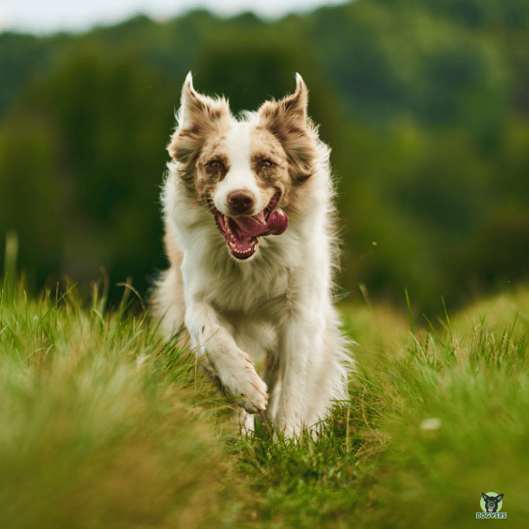 Australian Shepherd springt auf einer Wiese