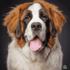Bernhardiner Sankt Bernhard Hund  Rassebeschreibung