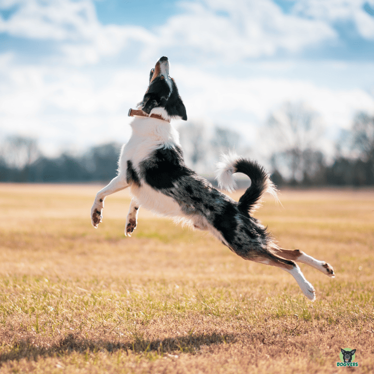 Border Collie im Sprung sportlich