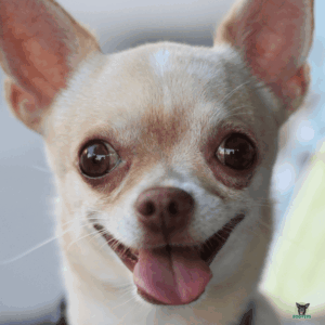 Chihuahua Rassebeschreibung