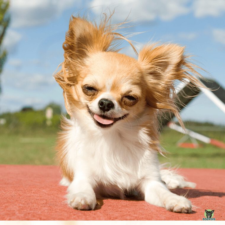 Chihuahua lacht lustig