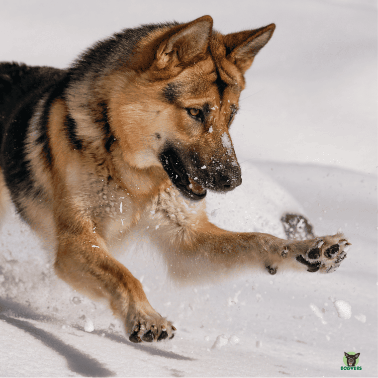 Deutscher Schaeferhund beim Spielen