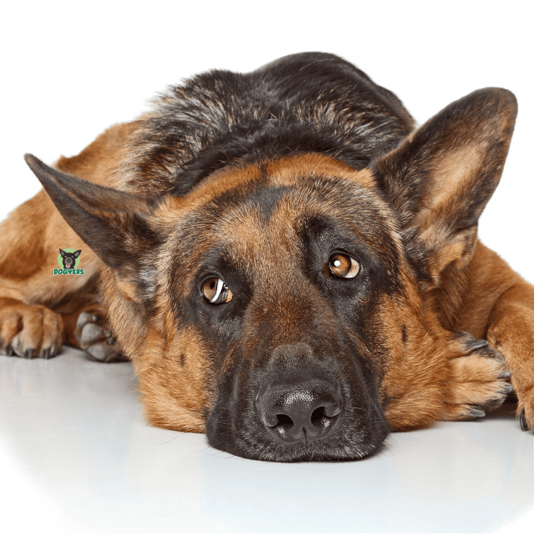 Schäferhund liegt auf dem Boden mit Durchfall