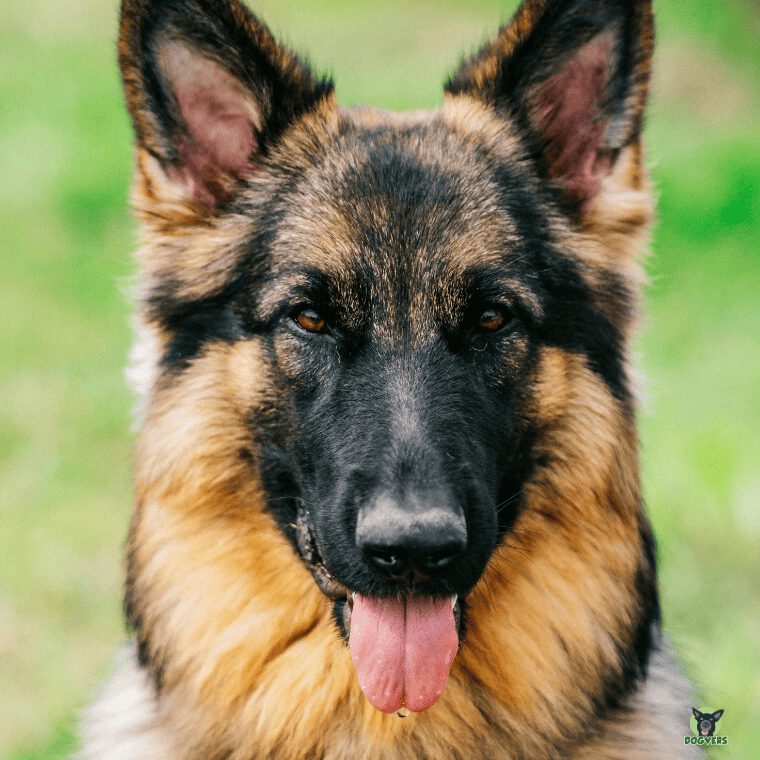 Deutscher Schaeferhund