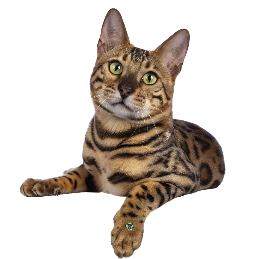 Katze Bengal liegend mit Pfote nach vorne