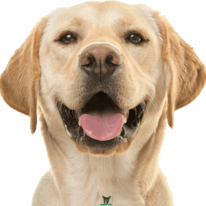 Labrador Retriever Rassebeschreibung Hund lacht