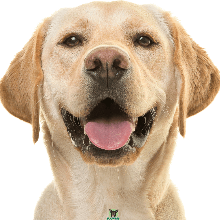 Labrador Retriever lacht