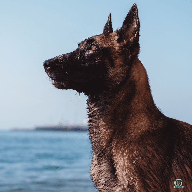Malinois am Wasser