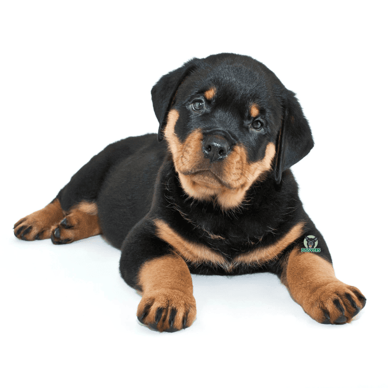 Rottweiler Welpe liegt auf dem Boden