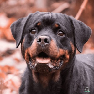 Hund Rottweiler Rassebeschreibung