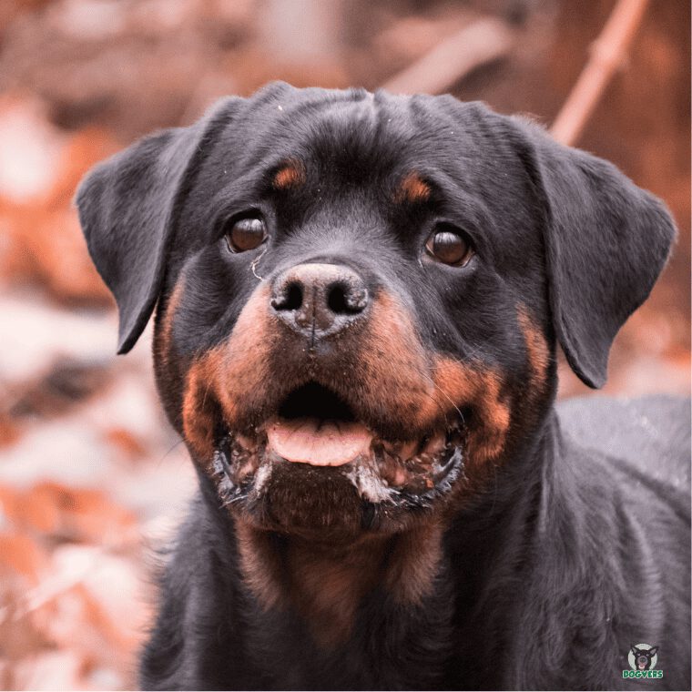 Rottweiler schaut interessiert