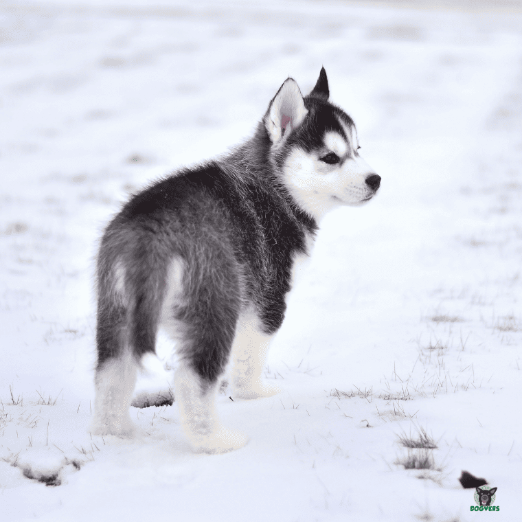 Siberian Husky im Schnee