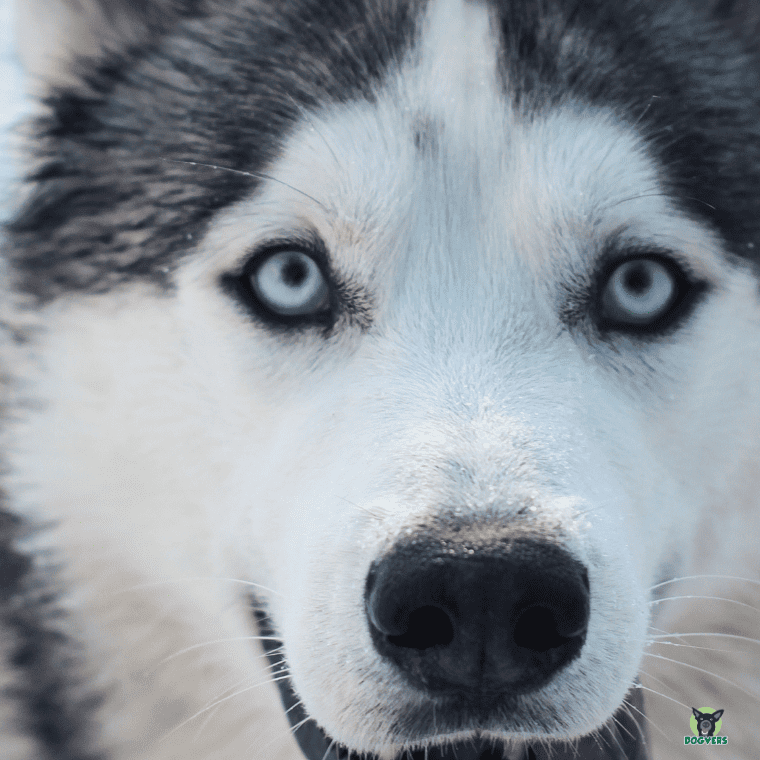 Syberian Husky Portrait
