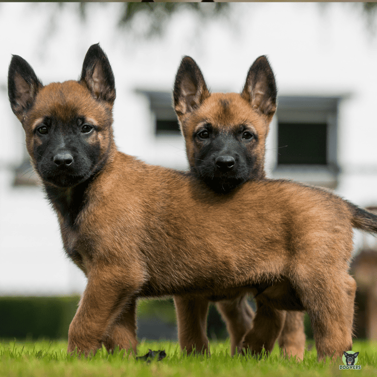 zwei Malinois Welpen