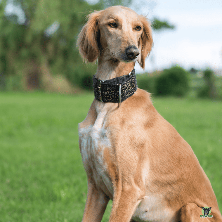 Brauner Saluki sitzt auf der Wiese