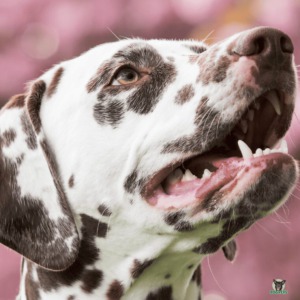 Dalmatiner Hund Rassebeschreibung