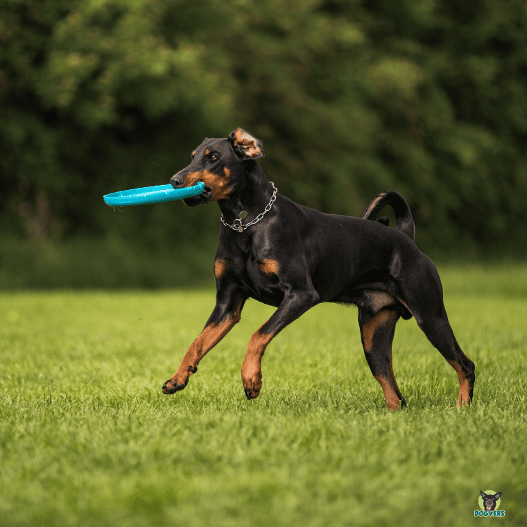 Dobermann mit Spielzeug auf der Wiese laufend