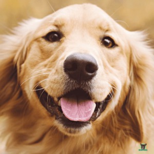 Golden Retriever Rassebeschreibung