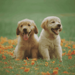 zwei Golden Retriever Welpne sitzen fröhlich auf einer Wiese, sind gesund und verspielt
