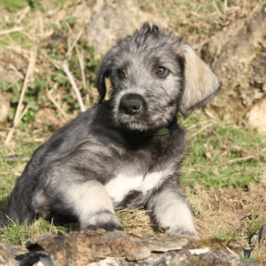 Irischer Wolf Welpe freut sich auf die Hundeschule und geniesst eine ruhige, aber bestimmte Ausbildung
