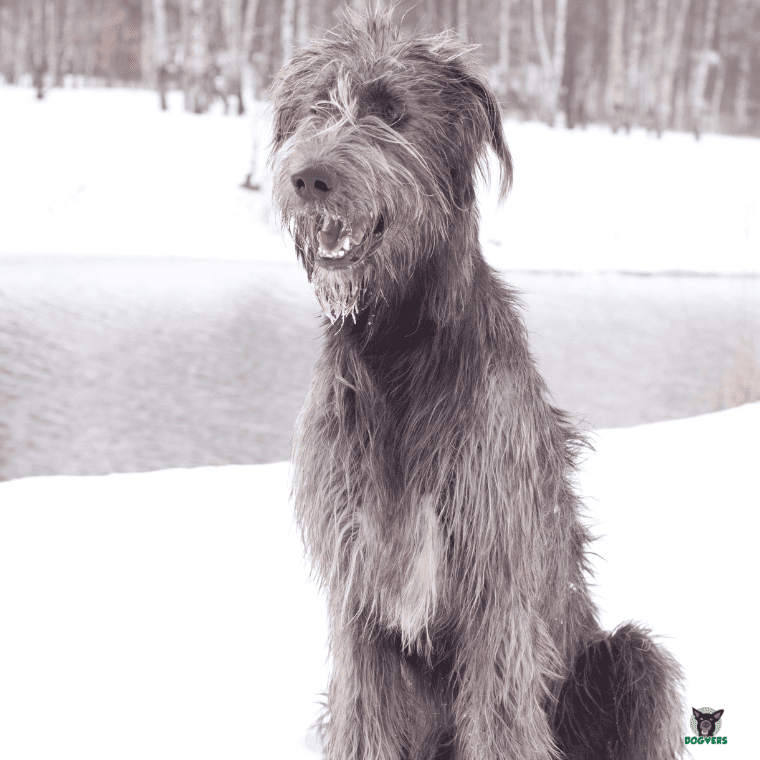 Irischer Wolfshund im Schnee am See