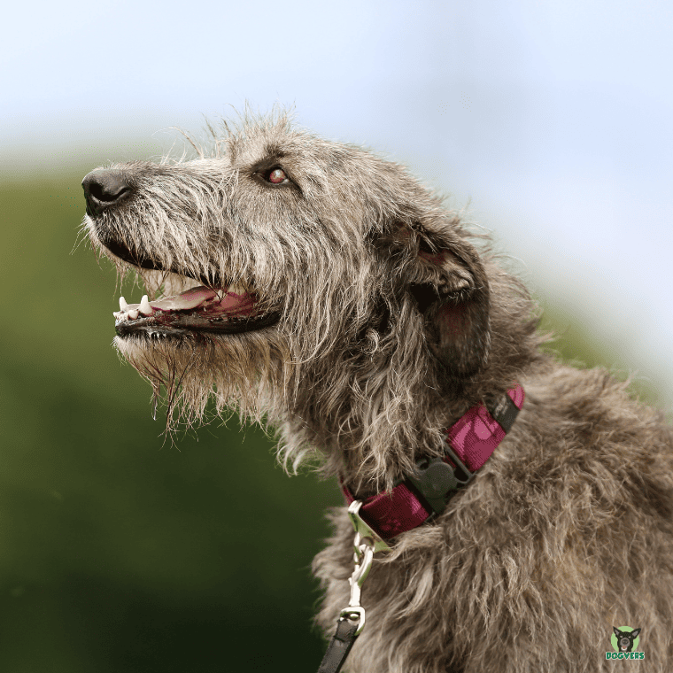 Irischer Wolfshund schaut gluecklich