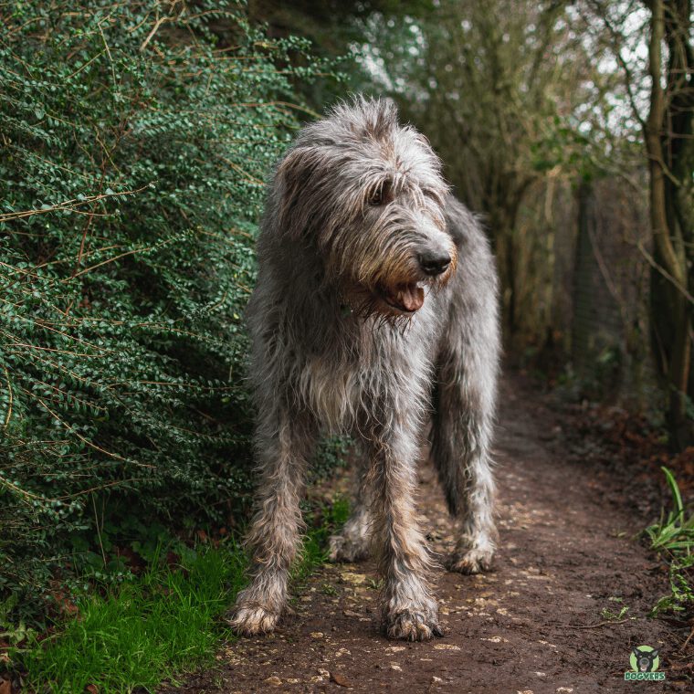 Irischer Wolfshund steht auf einem Weg