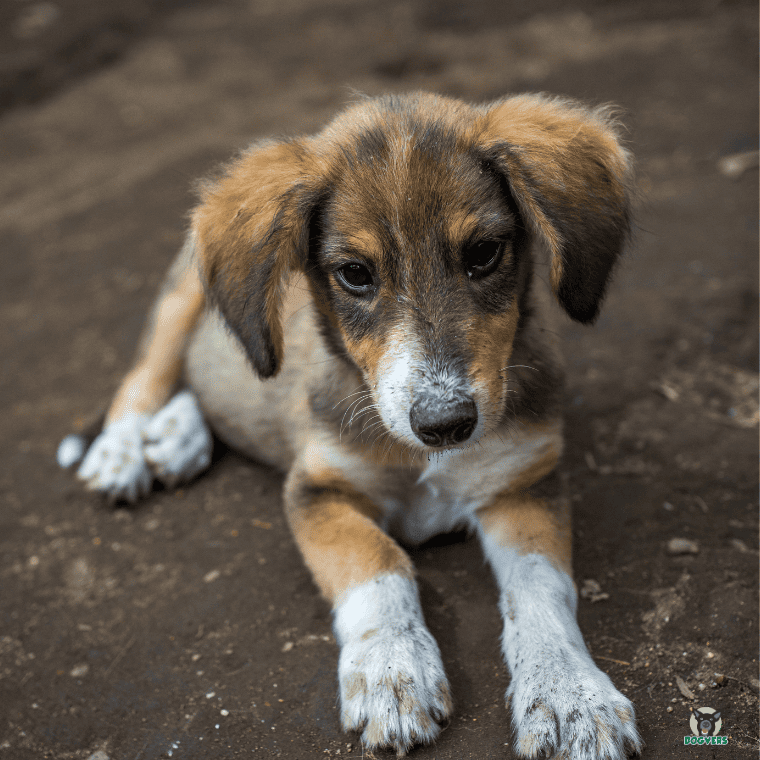 Mischlingswelpe aus dem Tierschuzt