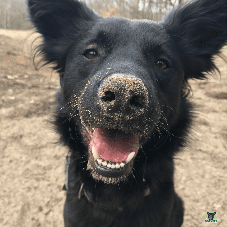 Paule Portrait Mischling aus dem Tierschutz Border Collie Whippet