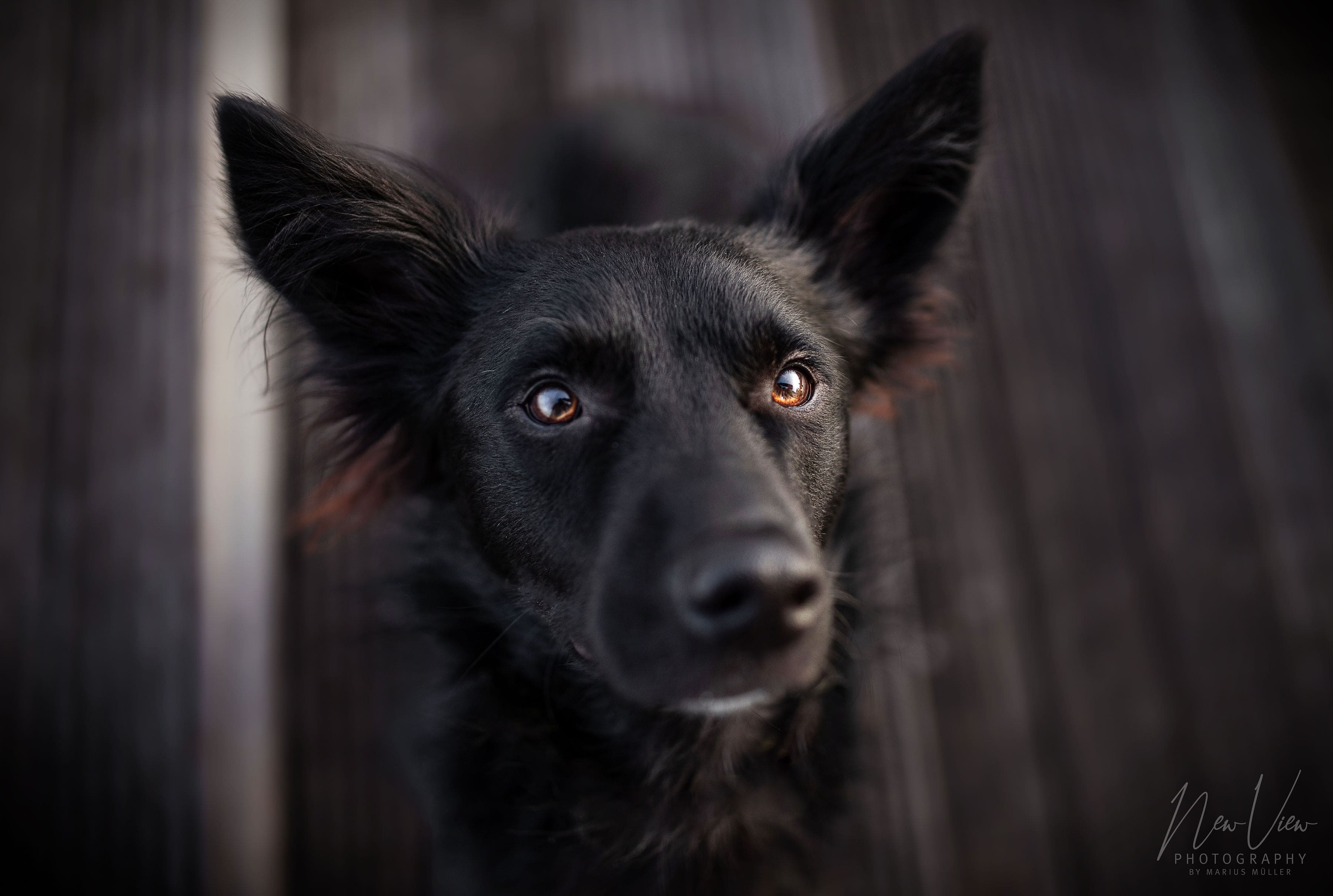 Mischlingshund Paule Rassebeschreibung