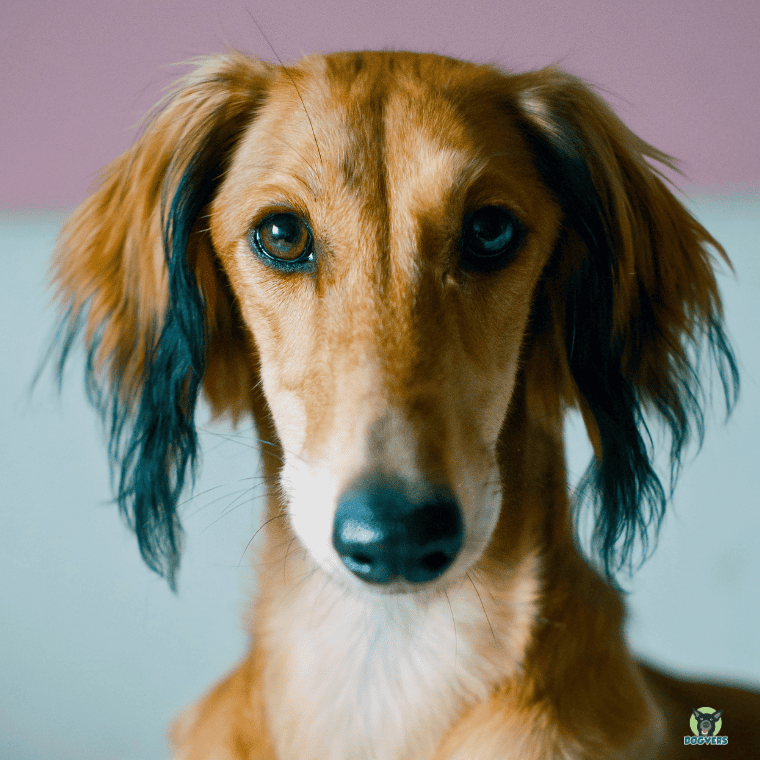 Saluki Portraitbild