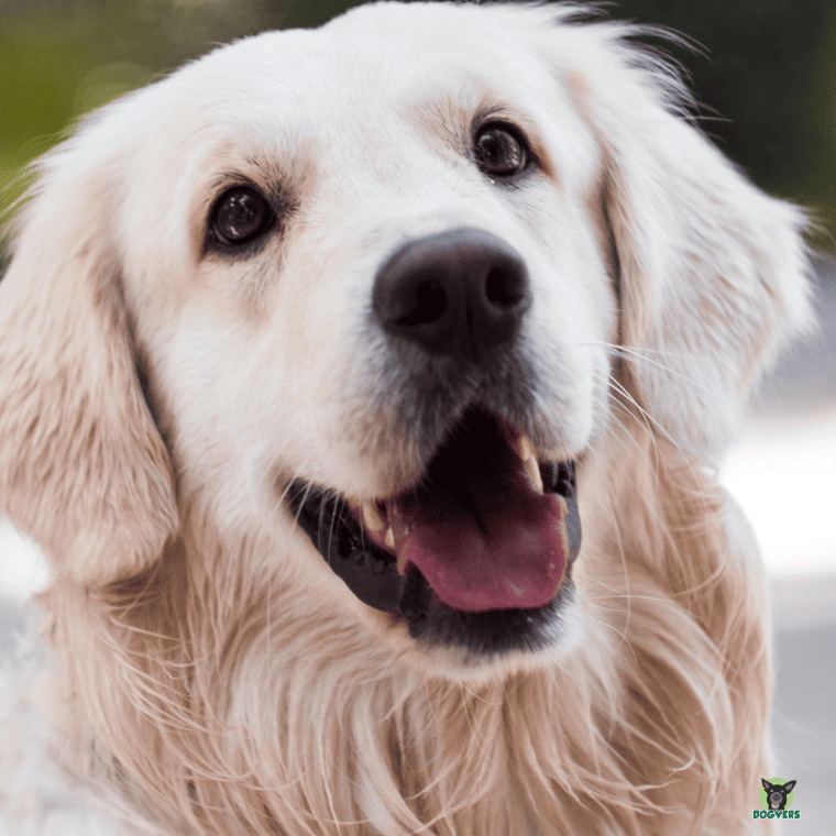 Weisser Golden Retriever schaut lieb