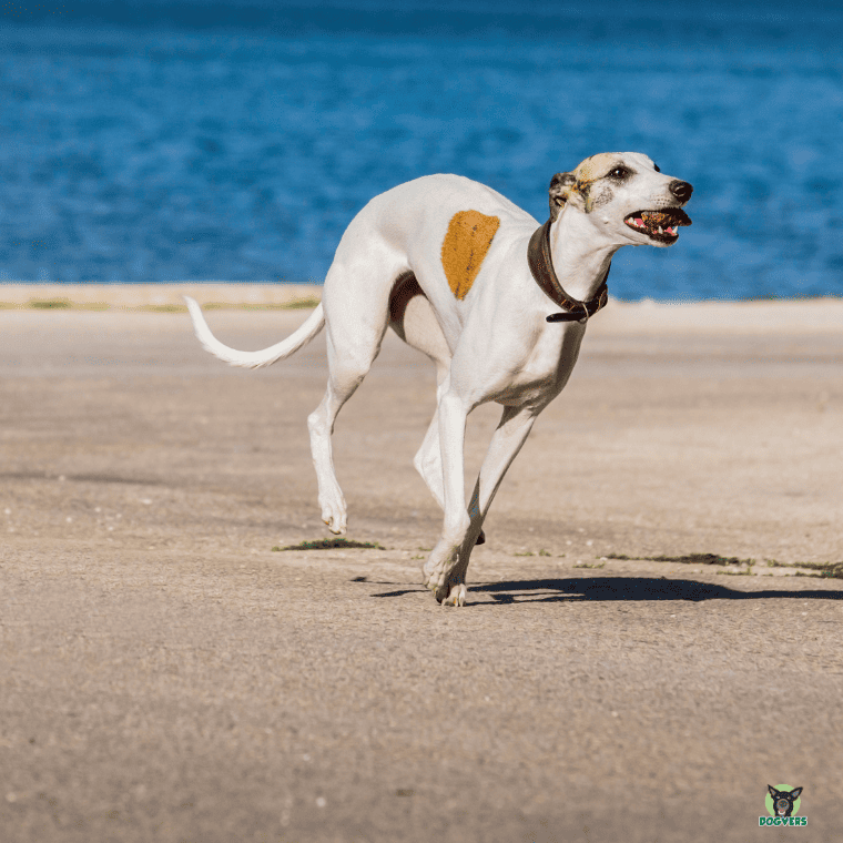 Whippet laeuft am Strand