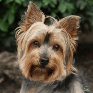 Yorkie Yorkshire Terrier Rassebeschreibung