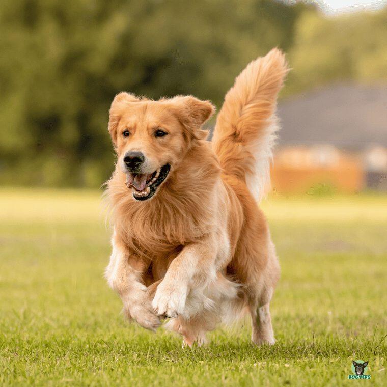 brauner Golden Retriever rennt ueber eine Wiese