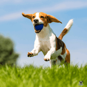 Beagle beim Spielen auf einer Wiese der sehr gepflegt aussieht