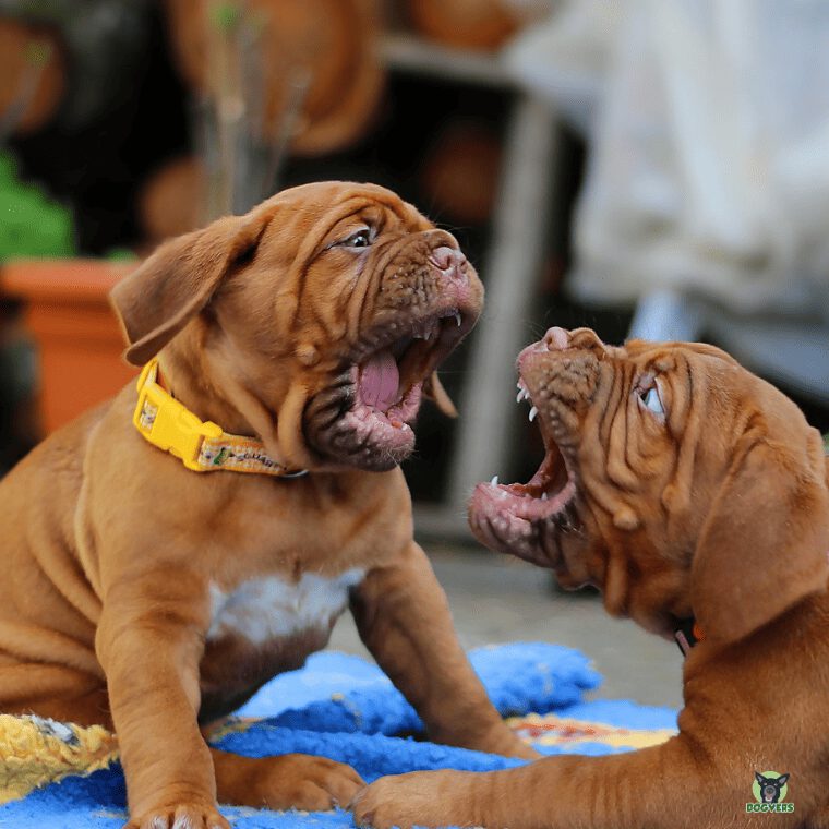zwei Bullmastiff Welpen spielen mit offener Schnauze