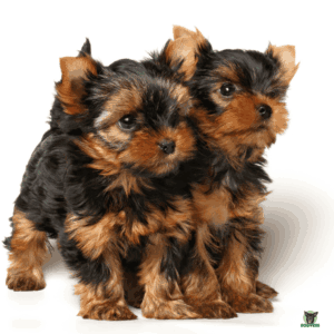 zwei Yorkshire Terrier posieren für ein Foto, eine gute Pflege und Ernährung sind Garant für eine gute Gesundheit