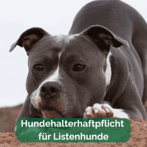 Hundehalterhaftpflicht für Listenhunde, American Staffordshire Terrier bei Spielaufforderung