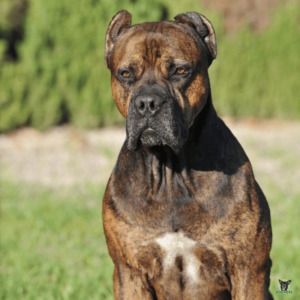 Alano Espanol Hund Rassebeschreibung