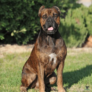 Alano Espanol Hund Rassebeschreibung