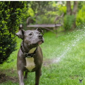 American Staffordshire Terrier spielt mit Wasser und ist bei guter Gesundheit Hundekrankenversicherung